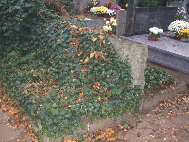 Tadeusz Stanisław Wierzman 1938 Warszawa Ewangelicko-Reformowany - Grobonet - Wyszukiwarka osób pochowanych