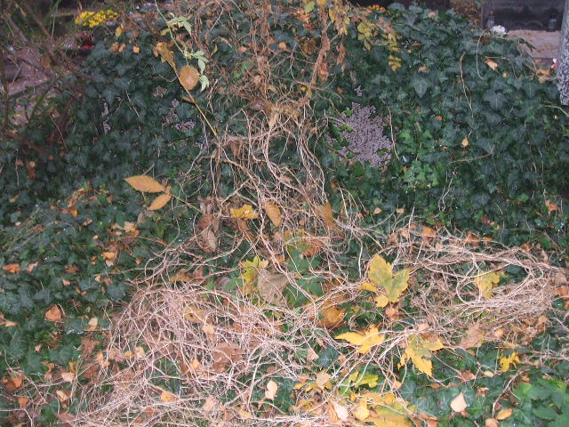 Karolina Zielińska 1907 Warszawa Ewangelicko-Reformowany - Grobonet - Wyszukiwarka osób pochowanych